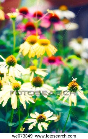 Echinacea Blossom. Echinacea paradoxa, echinacea purpurea. June 2007, Maryland, USA View Large Photo Image Stock Photo - Echinacea Blossom. Echinacea paradoxa, echinacea purpurea. June 2007, Maryland, USA. Fotosearch