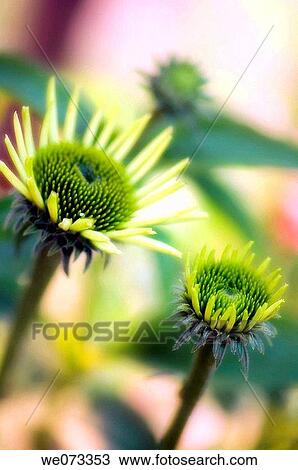 Echinacea Buds. Echinacea purpurea alba. June 2007, Maryland, USA View Large Photo Image Stock Image - Echinacea Buds. Echinacea purpurea alba. June 2007, Maryland, USA. Fotosearch