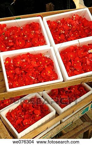 Edible begonia flowers for sale. Balaguer, Lleida province, Catalonia, Spain View Large Photo Image Picture - Edible begonia flowers for sale. Balaguer, Lleida province, Catalonia, Spain. Fotosearch