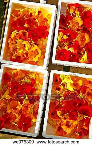 Edible Garden Nasturtium (Tropaeolum majus) flowers for sale. Balaguer, Lleida province, Catalonia, Spain View Large Photo Image Stock Photo - Edible Garden Nasturtium (Tropaeolum majus) flowers for sale. Balaguer, Lleida province, Catalonia, Spain. Fotosearch