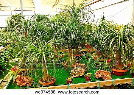 Elephant's Foot (Beaucarnea sp. ) in a garden center. Riudoms, Tarragona province, Catalonia, Spain View Large Photo Image Stock Photo - Elephant's Foot (Beaucarnea sp. ) in a garden center. Riudoms, Tarragona province, Catalonia, Spain. Fotosearch