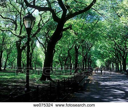 ELM TREES THE MALL. CENTRAL PARK. MANHATTAN NEW YORK. USA View Large Photo Image Picture - ELM TREES THE MALL. CENTRAL PARK. MANHATTAN NEW YORK. USA. Fotosearch