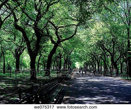 ELM TREES THE MALL. CENTRAL PARK. MANHATTAN NEW YORK. USA View Large Photo Image Stock Photo - ELM TREES THE MALL. CENTRAL PARK. MANHATTAN NEW YORK. USA. Fotosearch