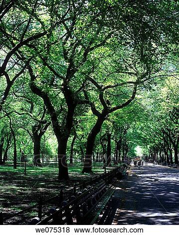 Stock Photo - ELM TREES THE MALL. CENTRAL PARK. MANHATTAN NEW YORK. USA. Fotosearch
