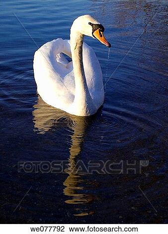 Europe, UK, Sunbury on Thames, swan View Large Photo Image Stock Image - Europe, UK, Sunbury on Thames, swan. Fotosearch