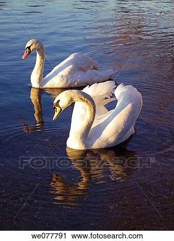 Europe, UK, Sunbury on Thames, swans View Large Photo Image Stock Image - Europe, UK, Sunbury on Thames, swans. Fotosearch