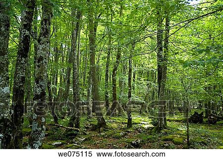 European Beech (Fagus sylvatica). Ordu±a. Biscay, Euskadi, Spain. View Large Photo Image Stock Photography - European Beech (Fagus sylvatica). Ordu±a. Biscay, Euskadi, Spain.. Fotosearch