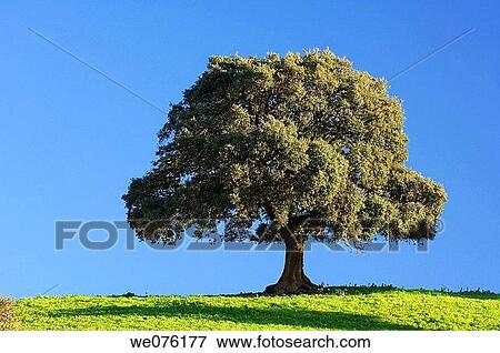 Evergreen Oak / Holm Oak (Quercus ilex). Andalusia, Spain View Large Photo Image Stock Photo - Evergreen Oak / Holm Oak (Quercus ilex). Andalusia, Spain. Fotosearch