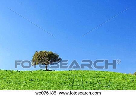 Evergreen Oak / Holm Oak (Quercus ilex). Andalusia, Spain, Europe View Large Photo Image Stock Photography - Evergreen Oak / Holm Oak (Quercus ilex). Andalusia, Spain, Europe. Fotosearch
