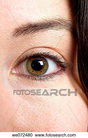 Facial closeup of the eye and eyebrow of a young brown eyed woman in studio. View Large Photo Image Stock Image - Facial closeup of the eye and eyebrow of a young brown eyed woman in studio.. Fotosearch