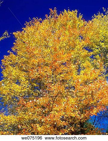 FALL FOLIAGE ON MAPLE. TREE View Large Photo Image Stock Photograph - FALL FOLIAGE ON MAPLE. TREE. Fotosearch