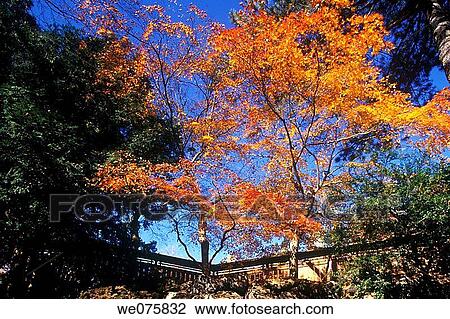 fall foliage View Large Photo Image Stock Image - fall foliage. Fotosearch