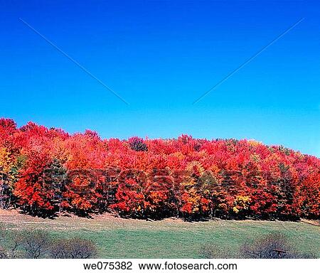 FALL TREES. PENNSYLVANIA. USA View Large Photo Image Stock Image - FALL TREES. PENNSYLVANIA. USA. Fotosearch