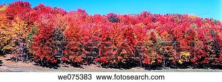 FALL TREES. PENNSYLVANIA. USA View Large Photo Image Stock Image - FALL TREES. PENNSYLVANIA. USA. Fotosearch