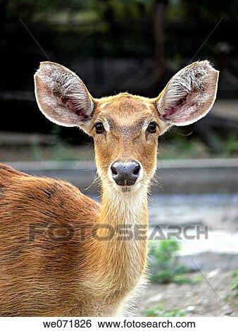 Stock Photograph - Female common Deer (Odocoileus hemionus sitkensis), Corbett National Park, Uttarakhand, India. Fotosearch