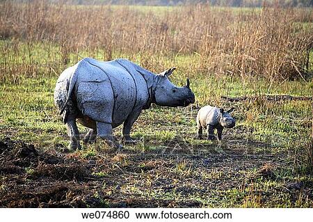 Female one Horned Rhino, Rhinoceros unicornis, with Fifteen days youngone at Kaziranga National Park, Assam, India. View Large Photo Image Stock Image - Female one Horned Rhino, Rhinoceros unicornis, with Fifteen days youngone at Kaziranga National Park, Assam, India.. Fotosearch