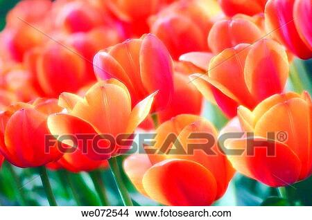 Field of Red Tulips. Tulipa hybrid. May 2007, Maryland, USA View Large Photo Image Picture - Field of Red Tulips. Tulipa hybrid. May 2007, Maryland, USA. Fotosearch