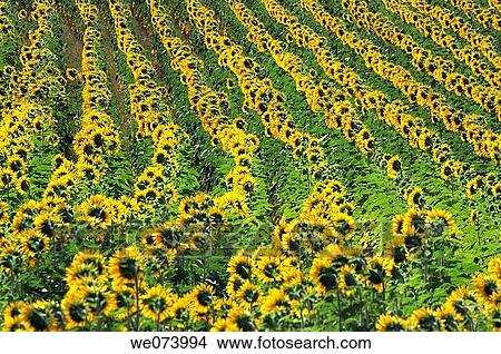 Field of Sunflowers, Plateau de Valensole, Valensole, Provence, France View Large Photo Image Picture - Field of Sunflowers, Plateau de Valensole, Valensole, Provence, France. Fotosearch
