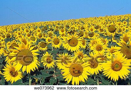 Stock Image - Field of Sunflowers. Fotosearch