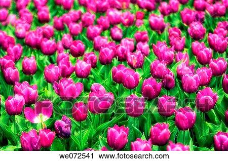 Field of Tulips with one flower broken. Tulipa hybrid. May 2007, Maryland, USA View Large Photo Image Stock Image - Field of Tulips with one flower broken. Tulipa hybrid. May 2007, Maryland, USA. Fotosearch