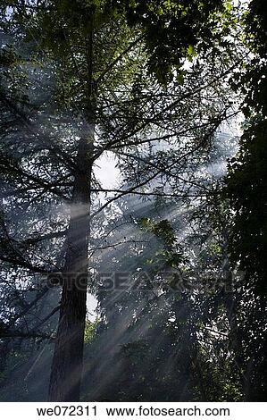 Stock Image - FIR TREE IN MIST. Fotosearch