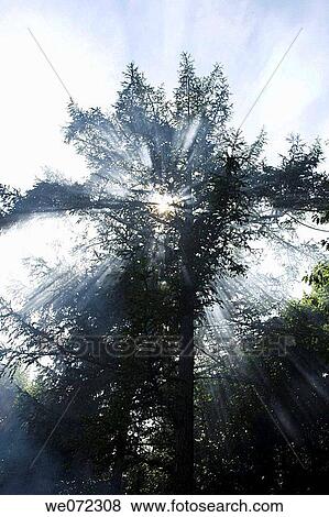 Stock Photo - FIR TREE IN MIST. Fotosearch