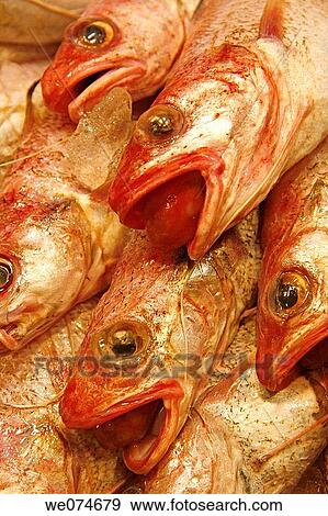 Fish for sale at La Boqueria market, Barcelona. Catalonia, Spain View Large Photo Image Stock Photo - Fish for sale at La Boqueria market, Barcelona. Catalonia, Spain. Fotosearch