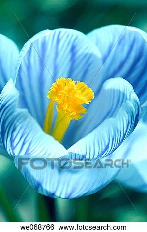 Flower, Crocus View Large Photo Image Stock Photograph - Flower, Crocus. Fotosearch