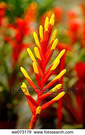 Stock Photo - Flower (fam. Bromeliaceae). Fotosearch