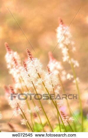 Foamflower Blossom. Tiarella cordifolia. May 2007, Maryland, USA View Large Photo Image Stock Photography - Foamflower Blossom. Tiarella cordifolia. May 2007, Maryland, USA. Fotosearch
