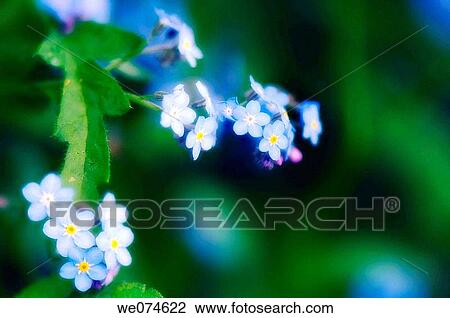 Forget Me Not Blossom. Myosotis arvensis. April 2007, Maryland, USA View Large Photo Image Stock Image - Forget Me Not Blossom. Myosotis arvensis. April 2007, Maryland, USA. Fotosearch