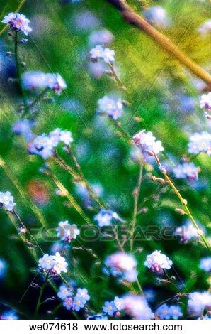 Forget Me Not Blossom. Myosotis arvensis. April 2006, Maryland, USA View Large Photo Image Stock Photo - Forget Me Not Blossom. Myosotis arvensis. April 2006, Maryland, USA. Fotosearch