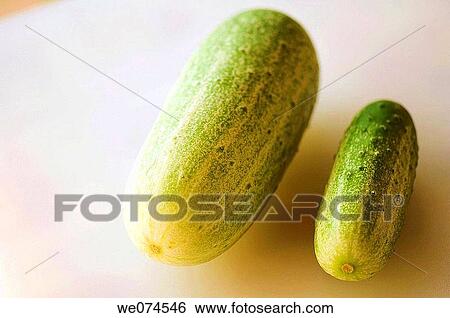 Freshly Picked Cucumbers. Cucumis sativus. July 2007 View Large Photo Image Stock Photograph - Freshly Picked Cucumbers. Cucumis sativus. July 2007. Fotosearch