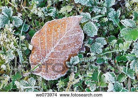Frosted Leaf in meadow View Large Photo Image Picture - Frosted Leaf in meadow. Fotosearch