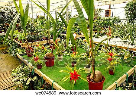 Garden center. Riudoms, Tarragona province, Catalonia, Spain View Large Photo Image Stock Photo - Garden center. Riudoms, Tarragona province, Catalonia, Spain. Fotosearch