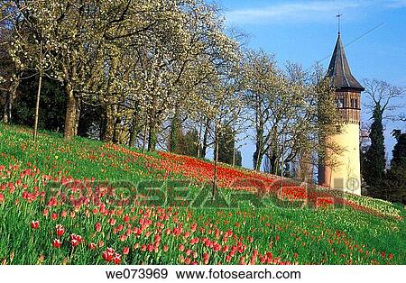 Garden Isle of Mainau, Meadow with Tulips, Isle of Mainau, Lake Constance, Germany View Large Photo Image Stock Photo - Garden Isle of Mainau, Meadow with Tulips, Isle of Mainau, Lake Constance, Germany. Fotosearch