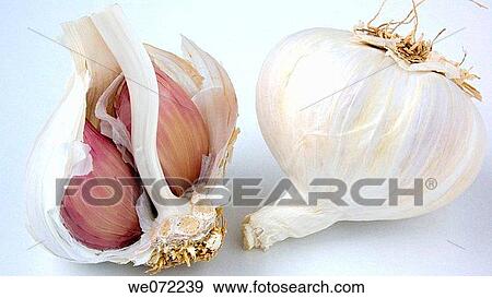 Stock Photo - Garlic. Fotosearch