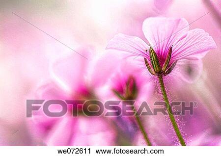 Geranium Flowers. Geranium maderensis. May 2007, Maryland, USA View Large Photo Image Stock Image - Geranium Flowers. Geranium maderensis. May 2007, Maryland, USA. Fotosearch