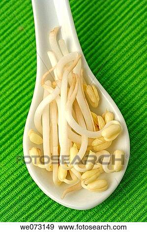 Germinated soybean View Large Photo Image Stock Photo - Germinated soybean. Fotosearch