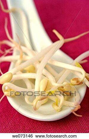 Germinated soybean View Large Photo Image Stock Photograph - Germinated soybean. Fotosearch