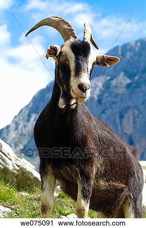 Goat. Amuesa. Picos de Europa, Bulnes. Asturias, Spain. View Large Photo Image Stock Image - Goat. Amuesa. Picos de Europa, Bulnes. Asturias, Spain.. Fotosearch