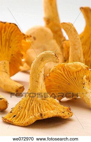 Golden chanterelle (Cantharellus cibarius) View Large Photo Image Stock Image - Golden chanterelle (Cantharellus cibarius). Fotosearch