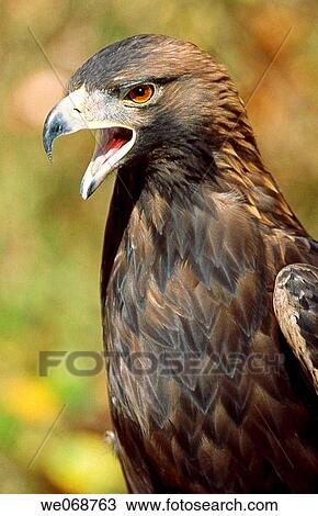 Golden Eagle View Large Photo Image Stock Image - Golden Eagle. Fotosearch