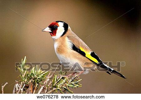 Goldfinch (Carduelis carduelis) View Large Photo Image Stock Photo - Goldfinch (Carduelis carduelis). Fotosearch