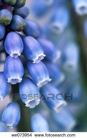 Grape Hyacinth (Muscari latifolium) View Large Photo Image Picture - Grape Hyacinth (Muscari latifolium). Fotosearch