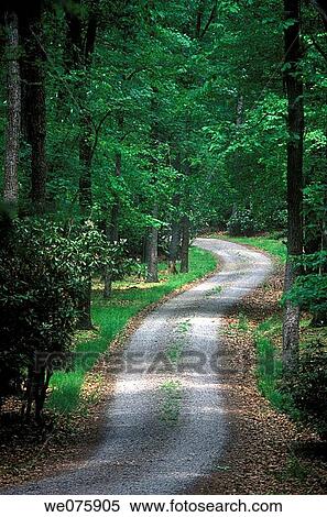 gravel road in forest View Large Photo Image Stock Photography - gravel road in forest. Fotosearch