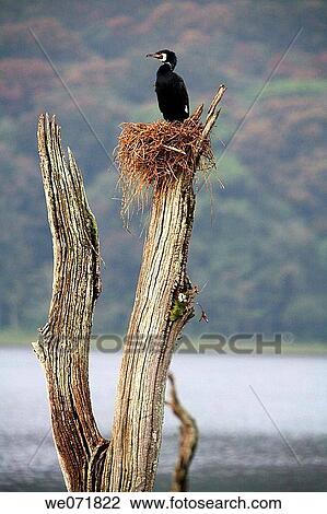 Great Cormorant (Phalacrocorax carbo) at Periyar, Kerala, India View Large Photo Image Stock Image - Great Cormorant (Phalacrocorax carbo) at Periyar, Kerala, India. Fotosearch