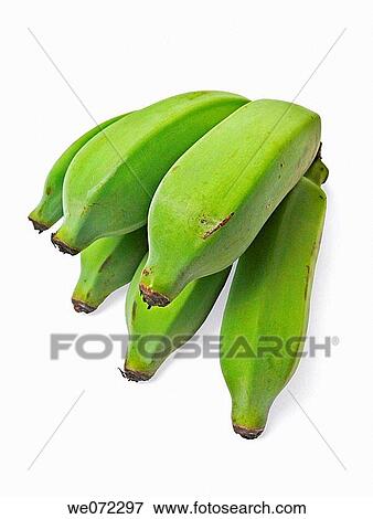 Green Bananas. Musa X paradisiaca L. Family: Musaceae. Pune, Maharashtra, India. View Large Photo Image Stock Photo - Green Bananas. Musa X paradisiaca L. Family: Musaceae. Pune, Maharashtra, India.. Fotosearch