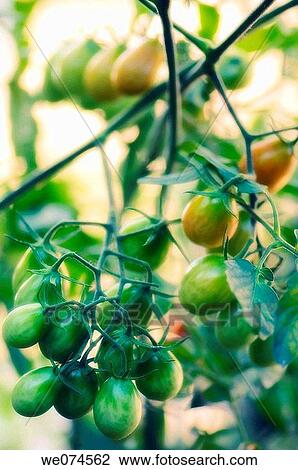 Green Cherry Tomatoes. Solanum lycopersicon. August 2007, Maryland, USA View Large Photo Image Stock Image - Green Cherry Tomatoes. Solanum lycopersicon. August 2007, Maryland, USA. Fotosearch