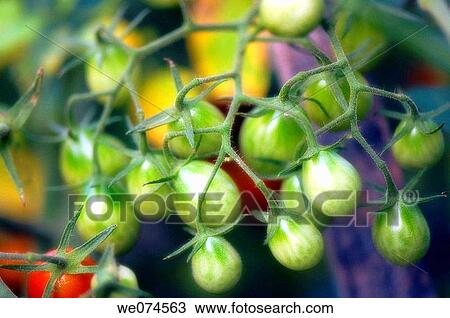 Stock Image - Green Cherry Tomatoes. Solanum lycopersicon. August 2007, Maryland, USA. Fotosearch